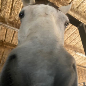 Meet your Posher, Annabelle